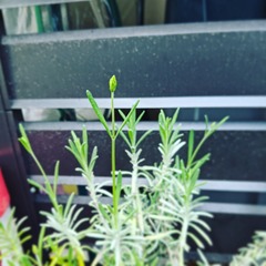 IMG_20210508_190157_259