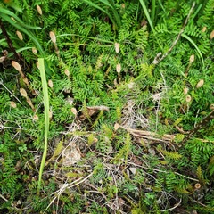 IMG_20210304_141440_433