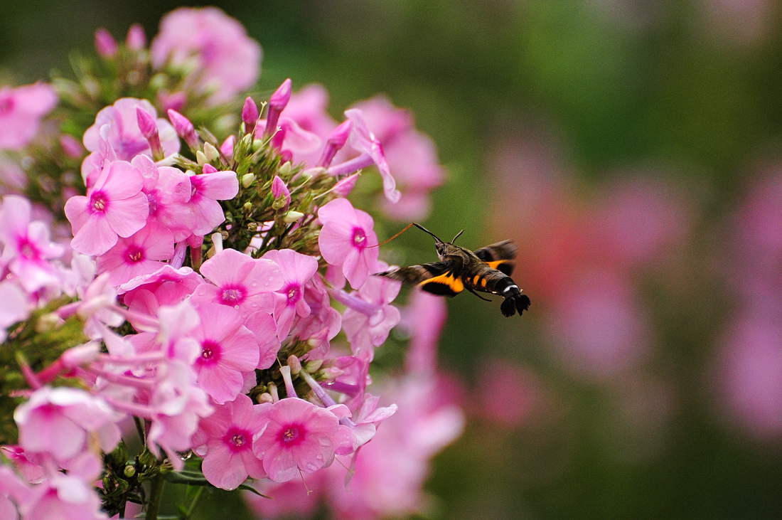 ホウジャク 不思議な蛾 らんちゃん