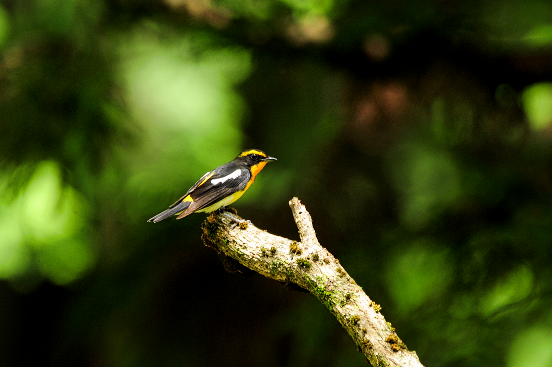 キビタキ オス メス らんちゃん