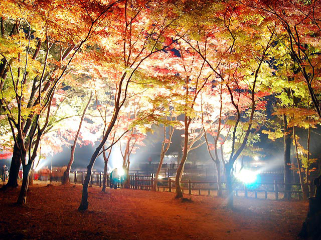 紅葉スポットの見ごろ 鹿児島県 紅葉スポットの見ごろ 2013 紅葉スポットの見ごろ 鹿児島県 紅葉スポットの見ごろ 2013