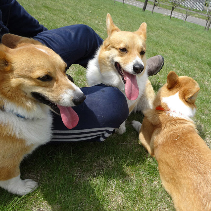 午前中はいい天気 早めに散歩に なかよしコーギー