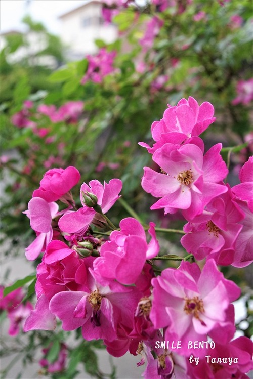 rose