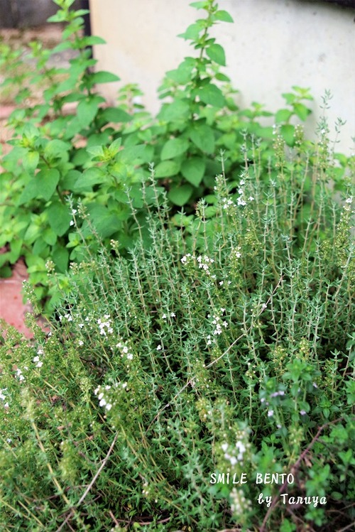 herbs
