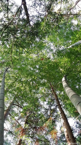 bamboo01