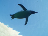 asahiyamapenguin