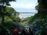 海と紫陽花