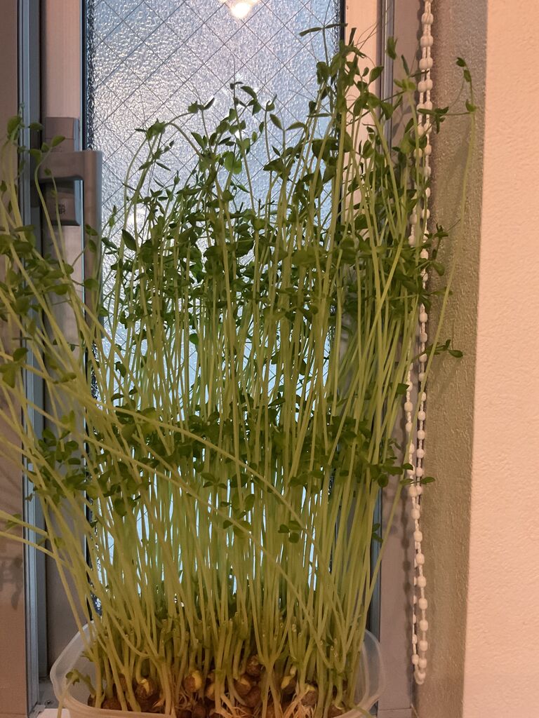 豆 苗 育ち すぎ