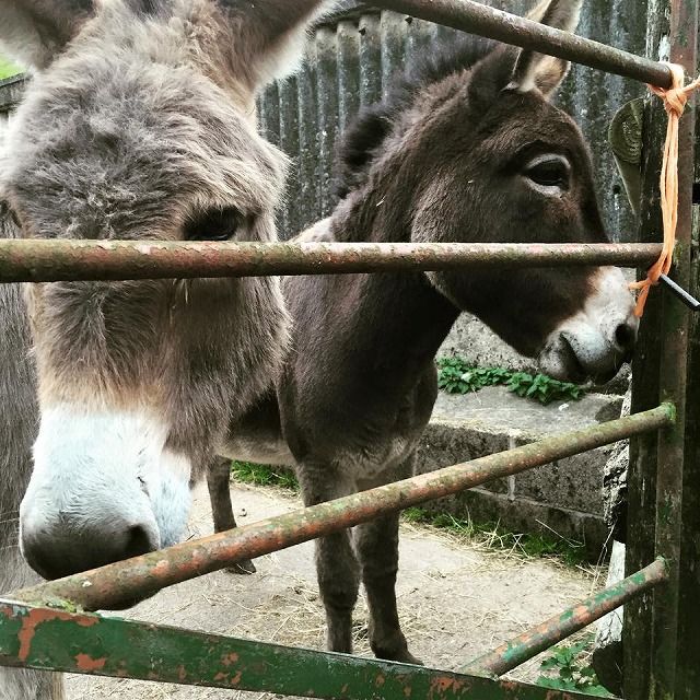 12189591_920937514665174_7898527326785607532_n[1]