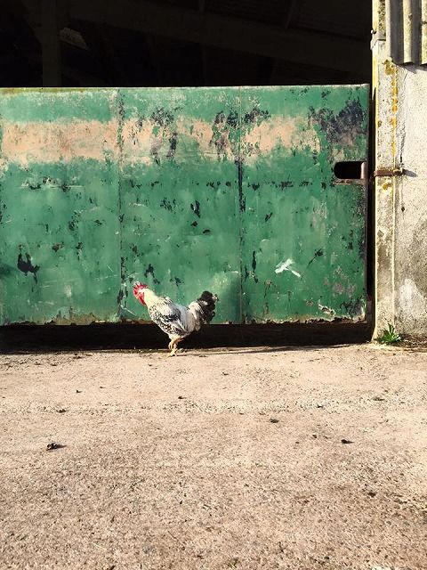 12193810_921538887938370_88129732948735755_n[1]