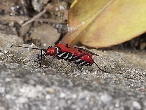 RIMG0908