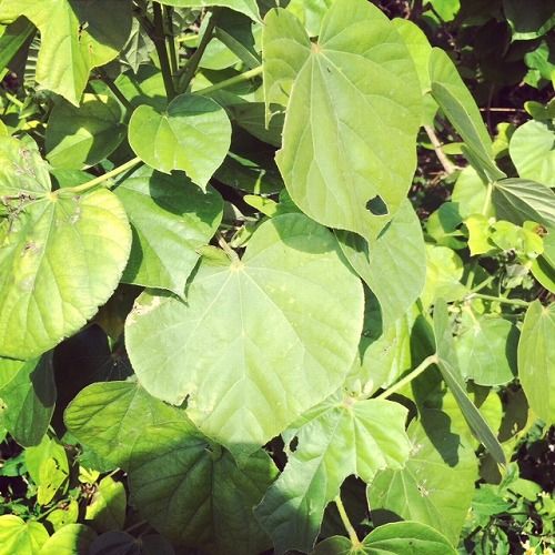 image003
