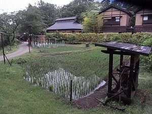 RIMG0529.jpg