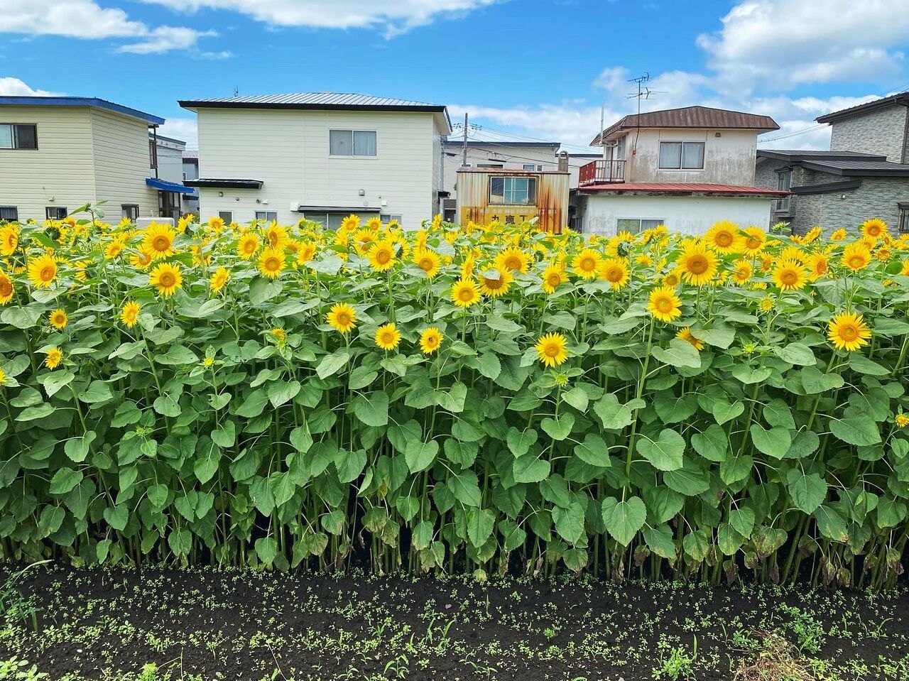 あみぐるみ クマ ひまわり装飾 あみぐるみ クマ ひまわり装飾 シックな装いのあみぐるみくま