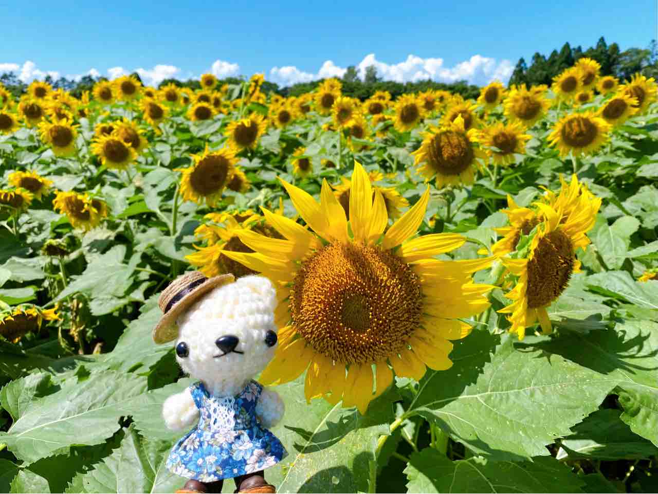 ぬい撮り】八雲町のひまわり畑とあみぐるみくまちゃんなど♡ : Smiling