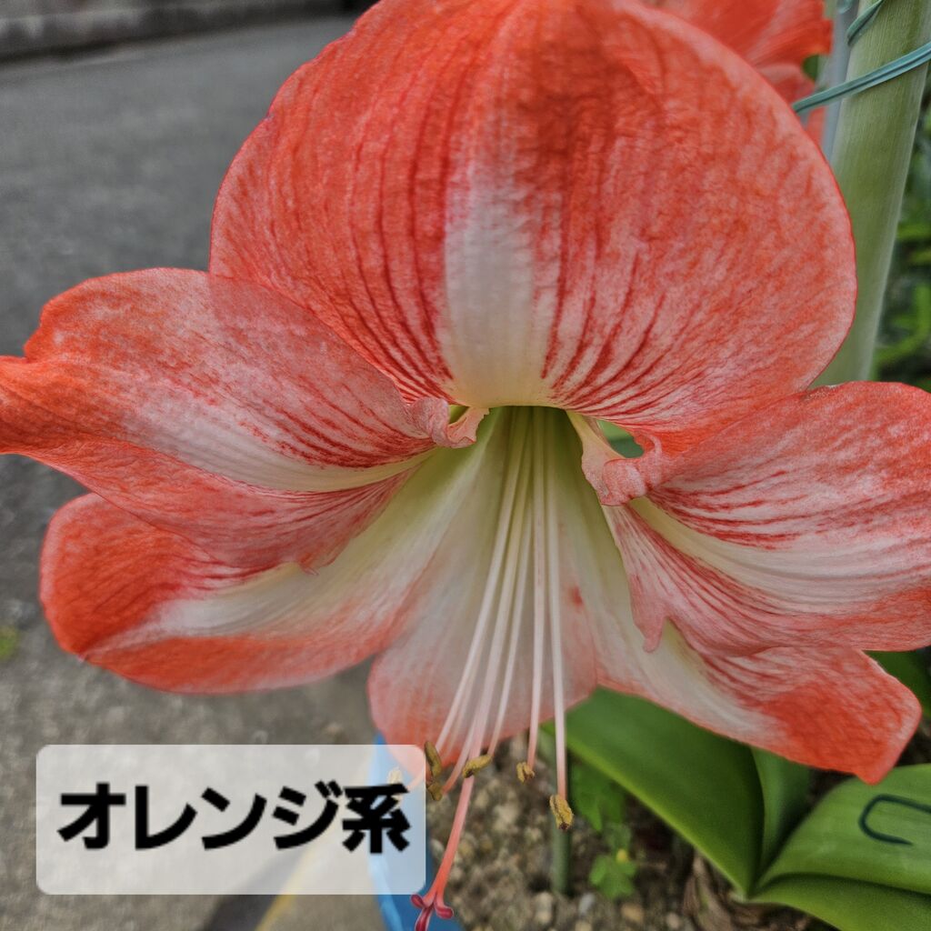 smimi3のブログ:苦手部類のカラー三年目でやっと開花 - livedoor Blog(ブログ)