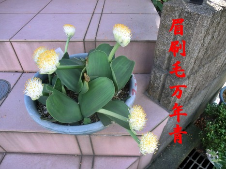 ÈýºþÌÓËüǯÀÄ1