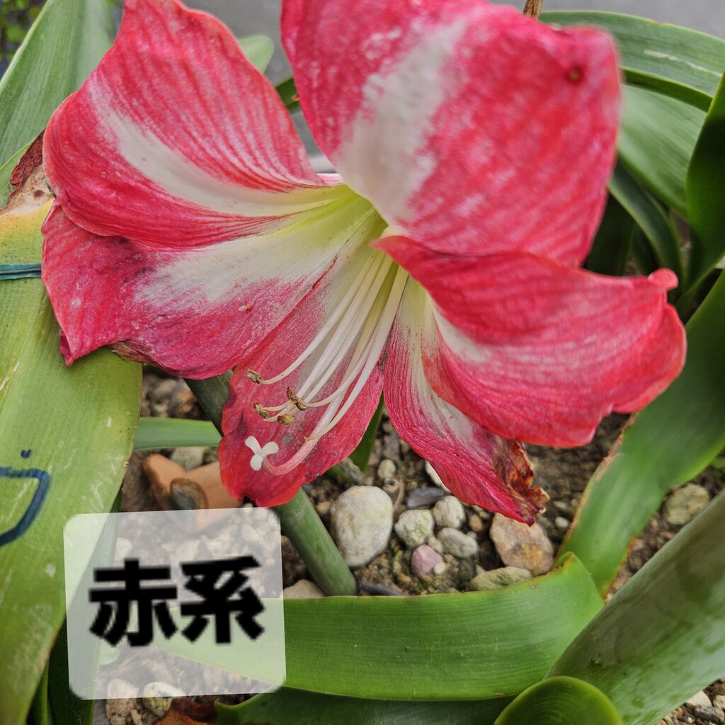 smimi3のブログ:苦手部類のカラー三年目でやっと開花 - livedoor Blog(ブログ)