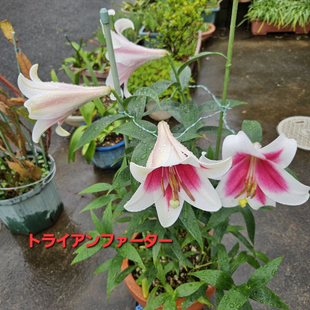 smimi3のブログ:苦手部類のカラー三年目でやっと開花 - livedoor Blog(ブログ)