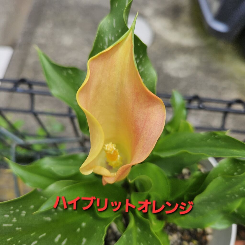 smimi3のブログ:苦手部類のカラー三年目でやっと開花 - livedoor Blog(ブログ)