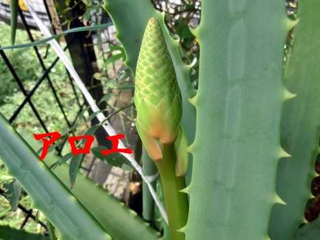 ¥¢¥í¥¨1