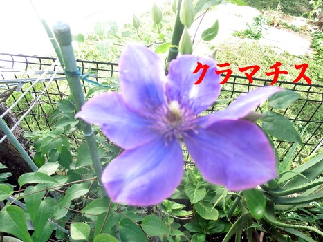 ¥¯¥é¥Þ¥Á¥¹£²