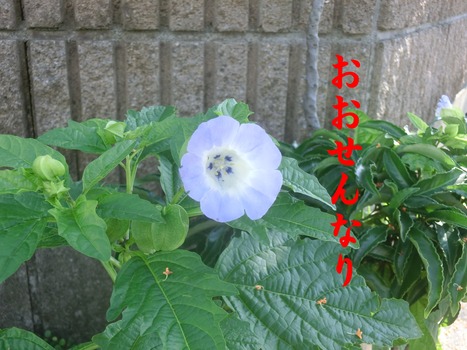 ¤ª¤ª¤»¤ó¤Ê¤ê1