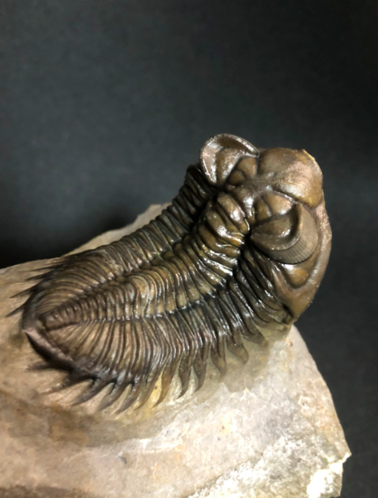 No.93 Coltraneia sp. with eggs? : 三葉虫の世界