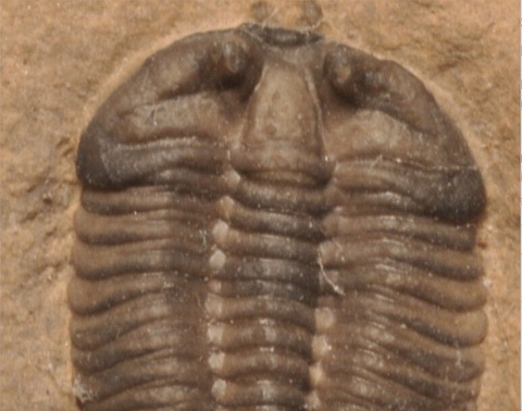 化石三葉虫エルラシア完全体美麗