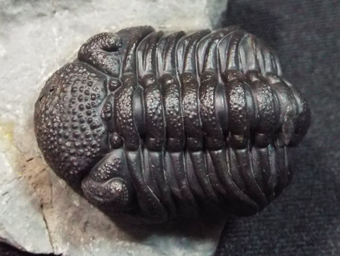 三葉虫 特大 ! ・ファコプス・モロッコ・No.1067 ファコプス 三葉虫 化石 モロッコ 産