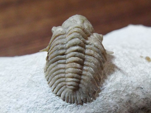 欲しいものリスト 2021 : 三葉虫の世界