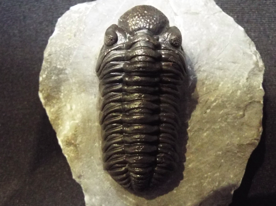 三葉虫化石Adrisiops