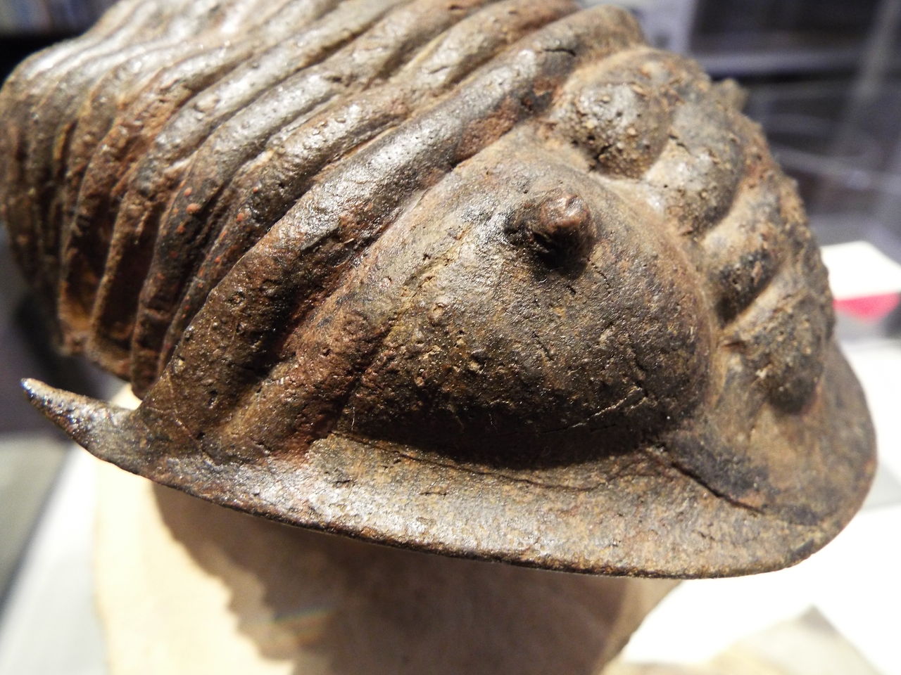 三葉虫の化石 美麗 ケットネラスピス モロッコ産 本物保証 スカブレラ