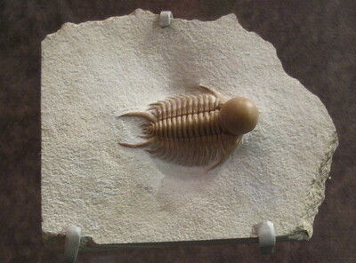 欲しいもの厳選リスト 2023 : 三葉虫の世界