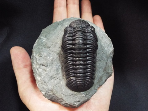 三葉虫 モロコプス [PH79] 化石 ファコプス