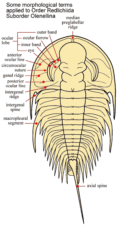 Lochmanolenellus Trapezoidalis 三葉虫の世界 Lochmanolenellus Trapezoidalis 三葉虫の世界