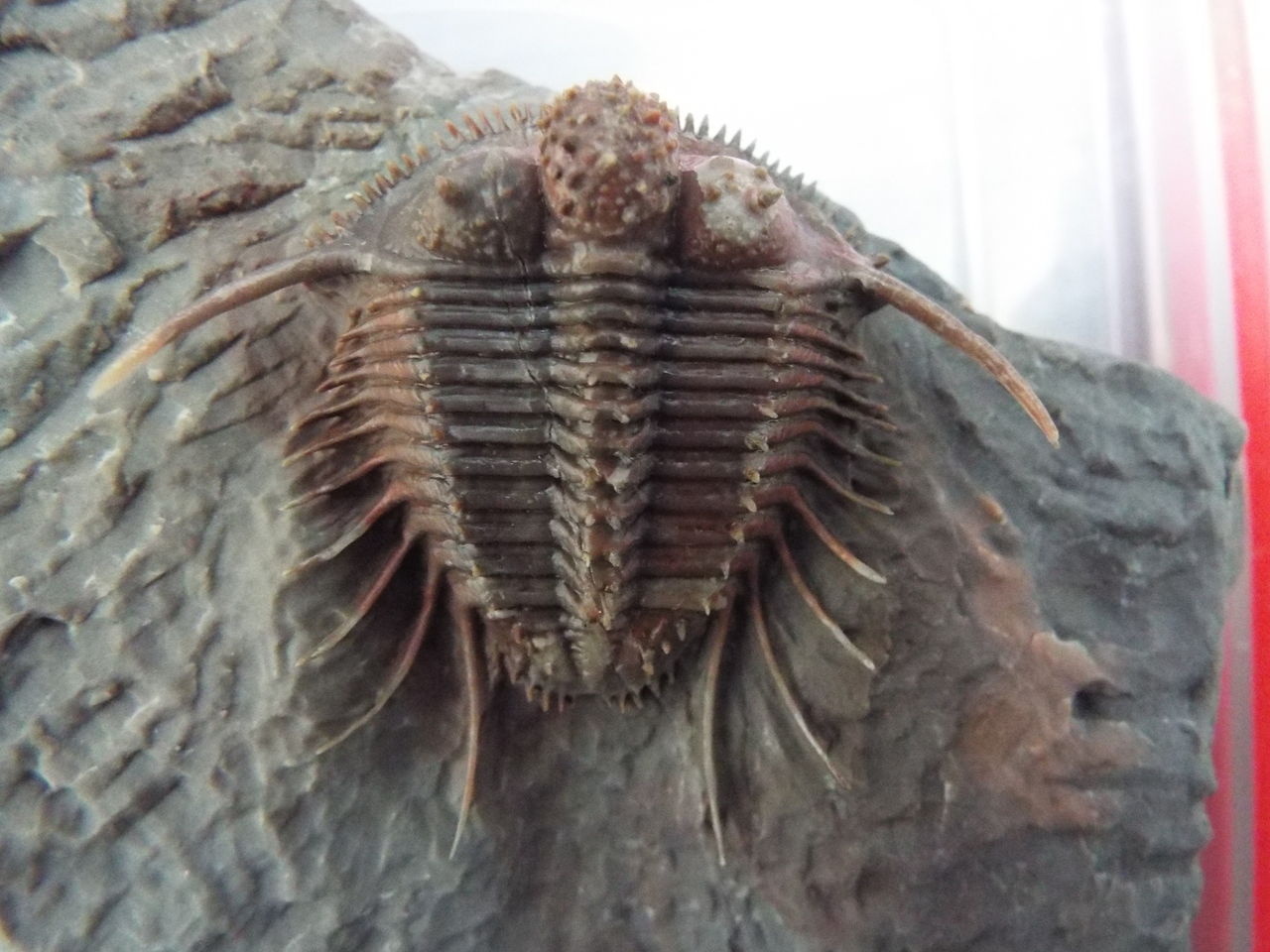 Cyphaspides jorf 三葉虫化石