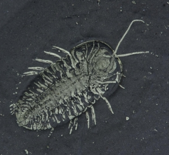 No.93 Coltraneia sp. with eggs? : 三葉虫の世界