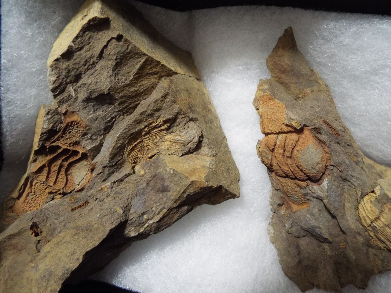 jorf あったかい 三葉虫 クロタロセファルス 化石 