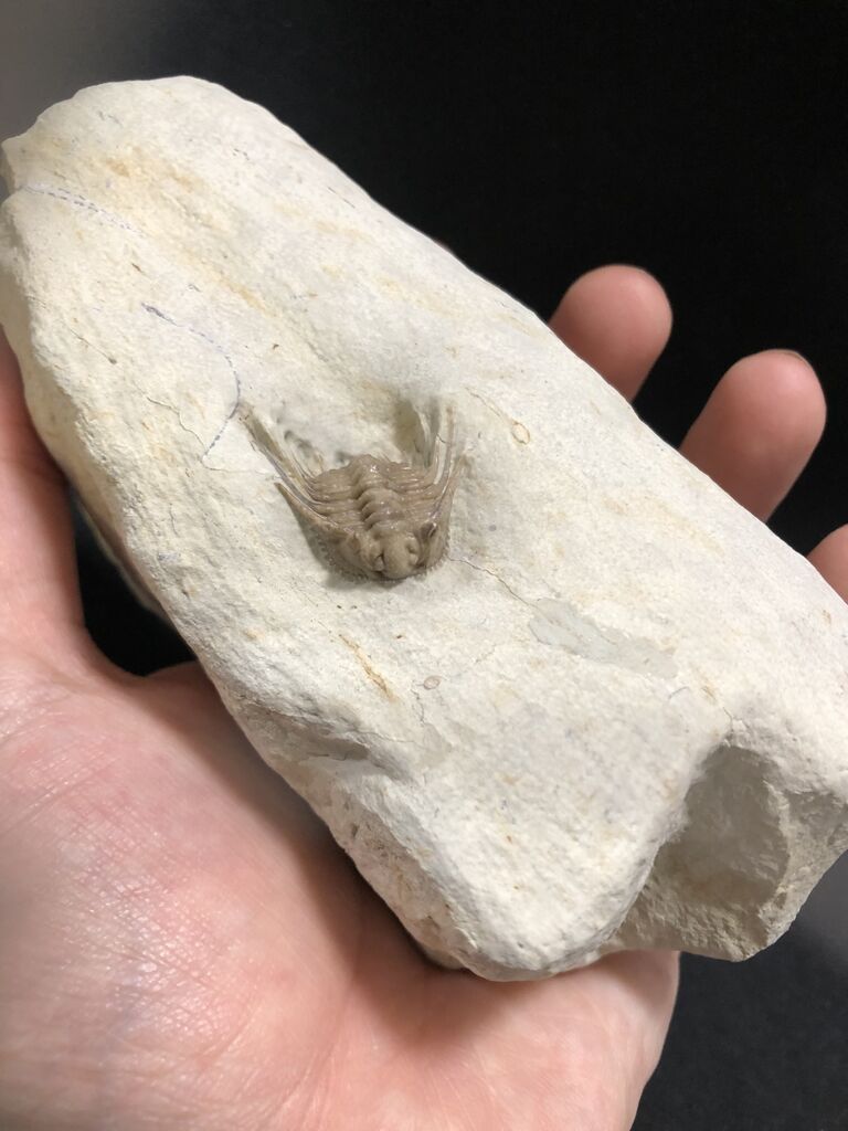 三葉虫 USA ケトネラスピス 極美 希少 【公式通販】