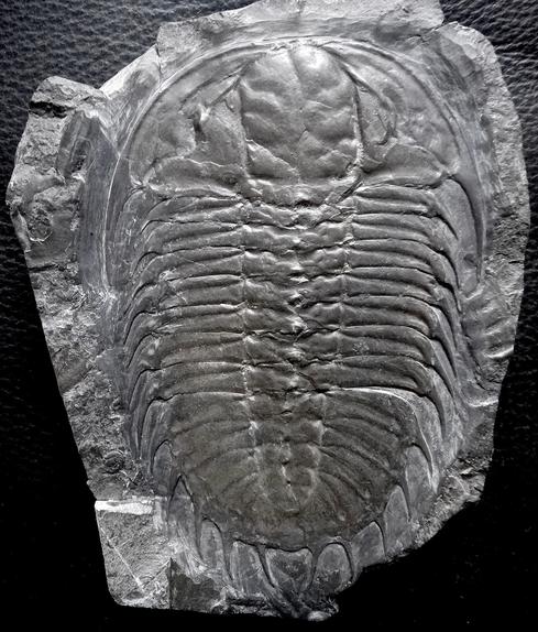 欲しいものリスト : 三葉虫の世界