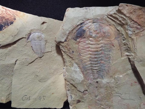No 129 No 137 Redlichia Mansuyi 三葉虫の世界