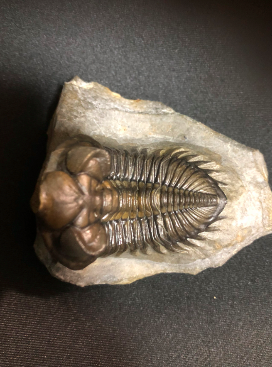 三葉虫 化石 Piltonia kuehnei Damesella paronai の展示中 || Museum of King-of-Fossils