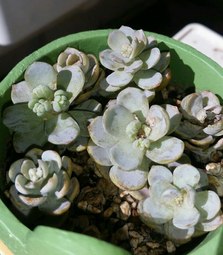 花芽問題 子持ち蓮華の場合 もふもふもふ