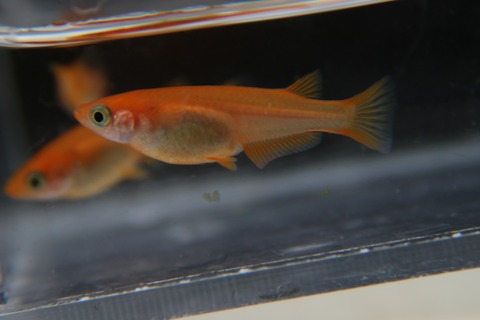 [画像:21eb8c4e-s.jpg]