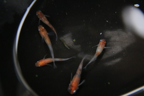 [画像:8b29b6ec-s.jpg]