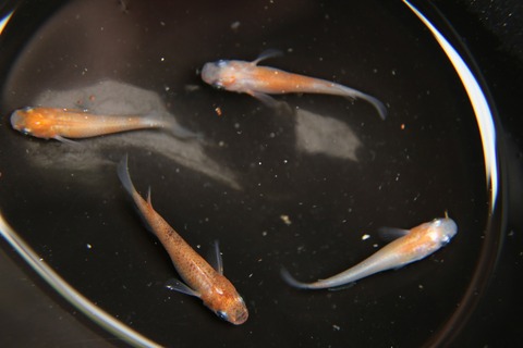 [画像:bc326102-s.jpg]