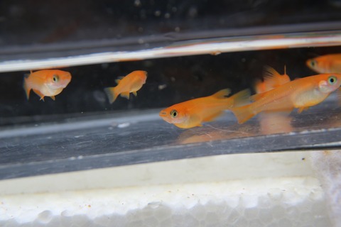 [画像:c0c20646-s.jpg]