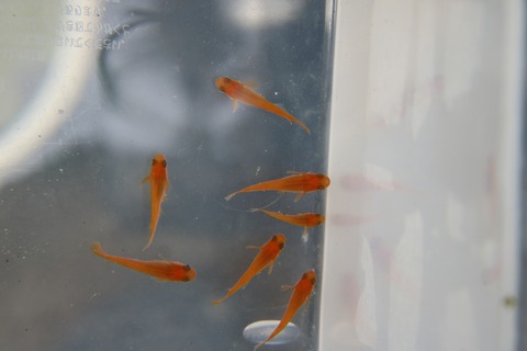 [画像:f40753c7-s.jpg]