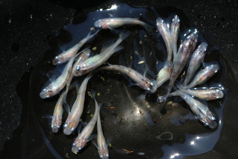 20180522145521_IMG_5892